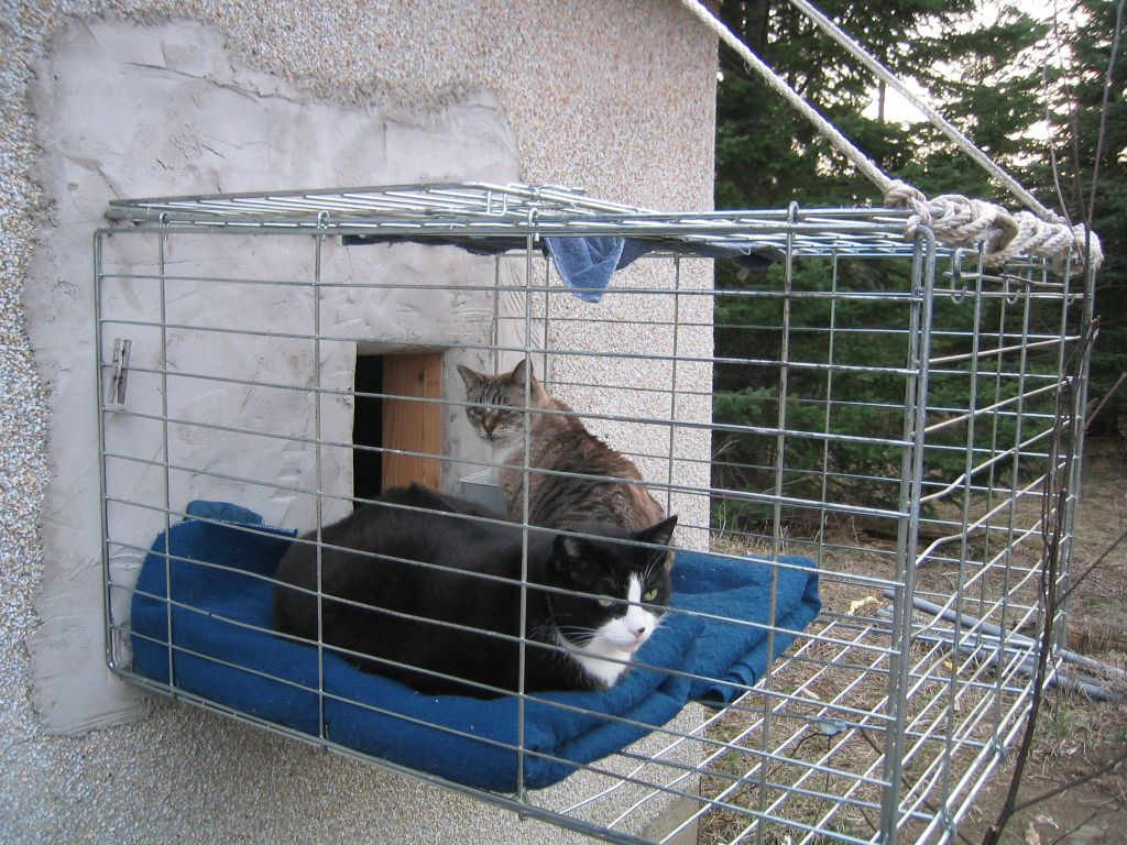 first cat pen
